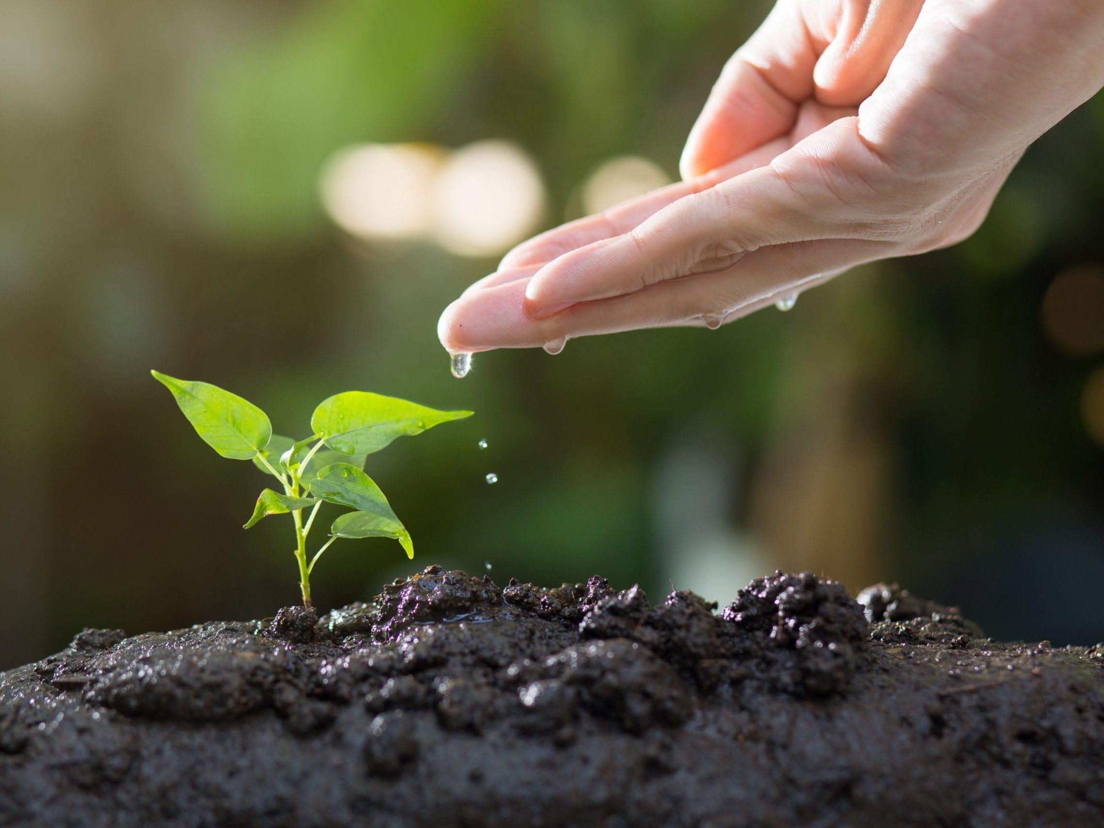 thophilong-soil-8080788